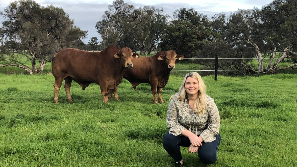 Lucy Morris at De Grey Park, in Capel, with Droughtmaster stud bulls owned by Richard (Dick) Vincent.
