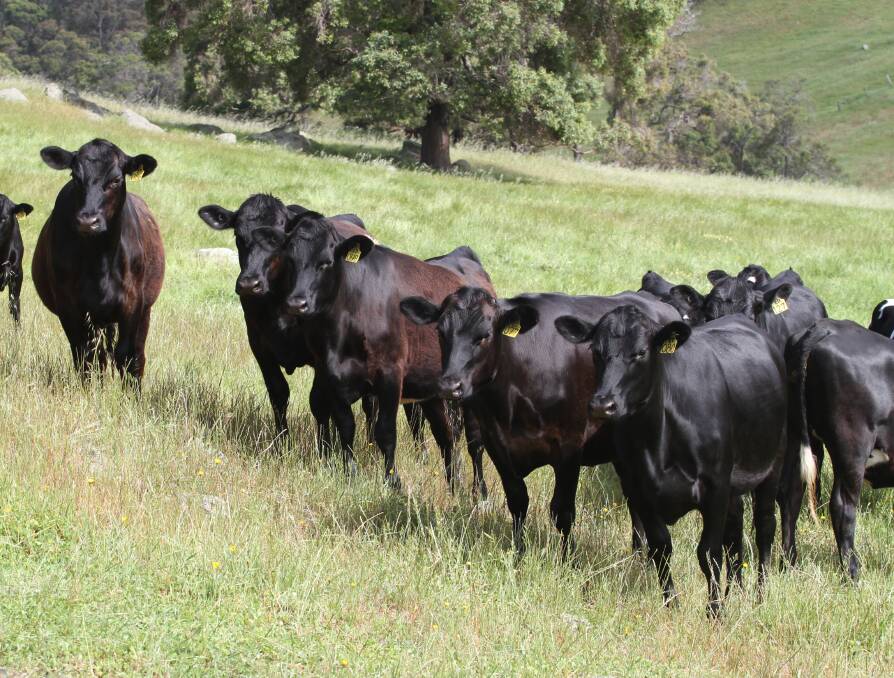 Elgin Dairies has nominated 24 Angus-Friesian heifers aged 15 to 16 months owner bred by Blackrock and Black Market Angus bulls and bucket-reared from the Merritt family's dairy operation at Elgin.