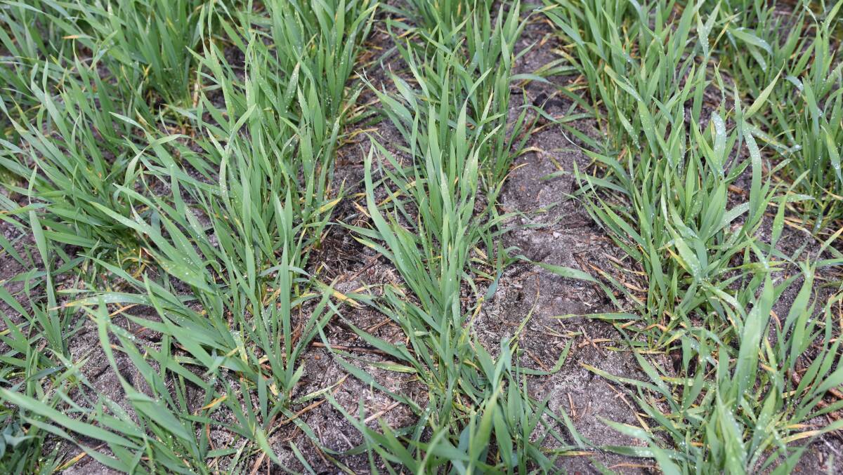 The improved control of annual ryegrass across the soil profile in wheat. Mateno Complete herbicide has been applied early post-emergent following the use of trifluralin pre-emergent herbicide at sowing.
