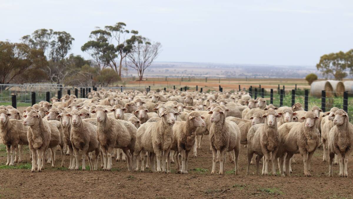 Western Australia has the nation's largest breeding ewe population, with 97 per cent being Merino ewes.