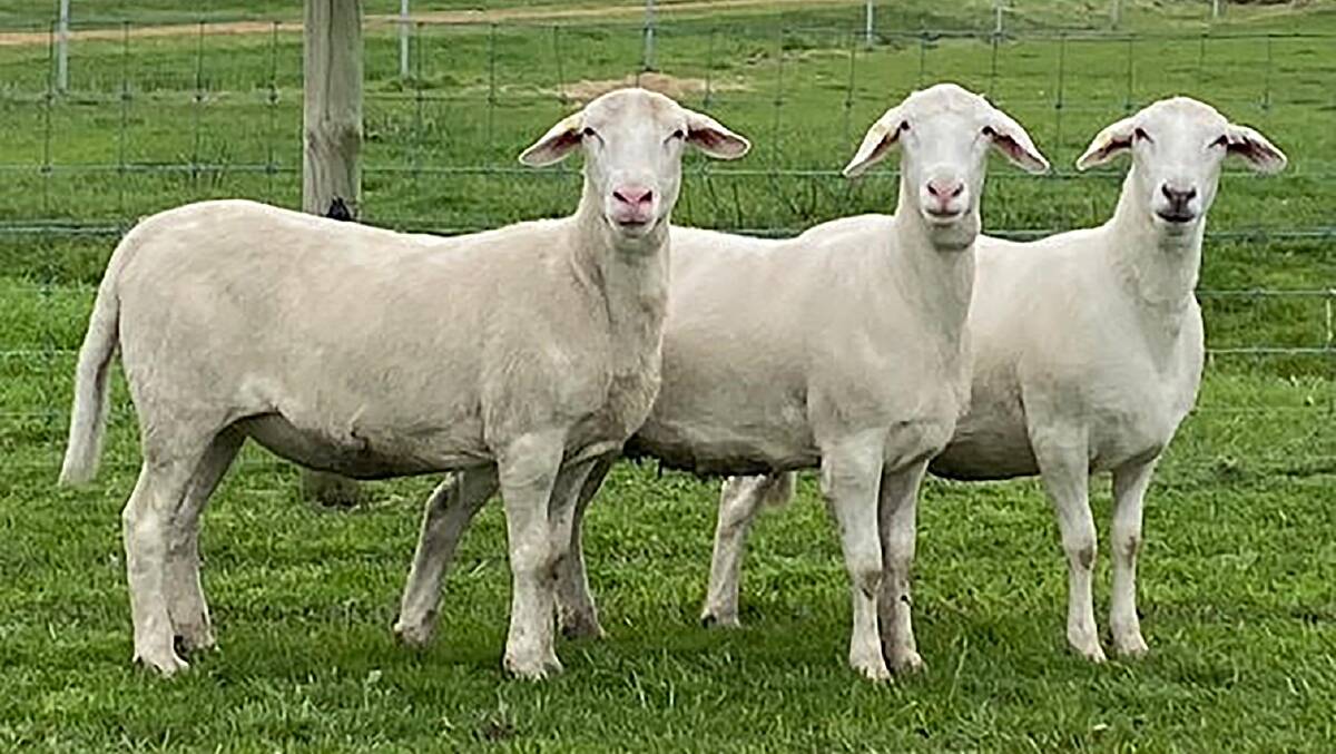 Completely shed by mid-winter, these paddock-run special stud ewe weaners are part of the sale group going to new SheepMaster breeders in the Eastern States.