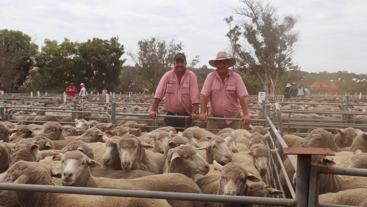 Elders Kojonup agent Jamie Hart (left) and Elders, Katanning agent Russell McKay with the top price line of 1.5-year-old ewes from RJ Hewett, Pingrup, that sold for $178 at the Kojonup saleyards.