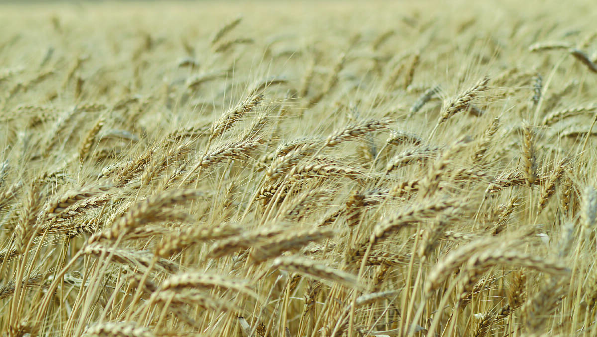 Global wheat production on the decline
