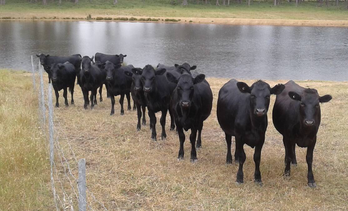 Bernlor, Warner Glen, will offer 18 Angus-Friesian heifers in the 14-16mo age bracket.