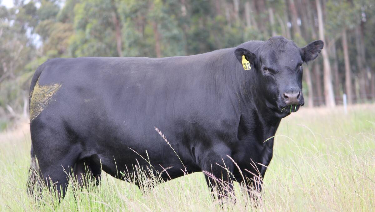 The top-priced bull from lot five, Tullibardine Sandman S32, attracted lots of buyer attention and sold for $26,500 to Luke Gatti, L & C Gatti, Redmond.