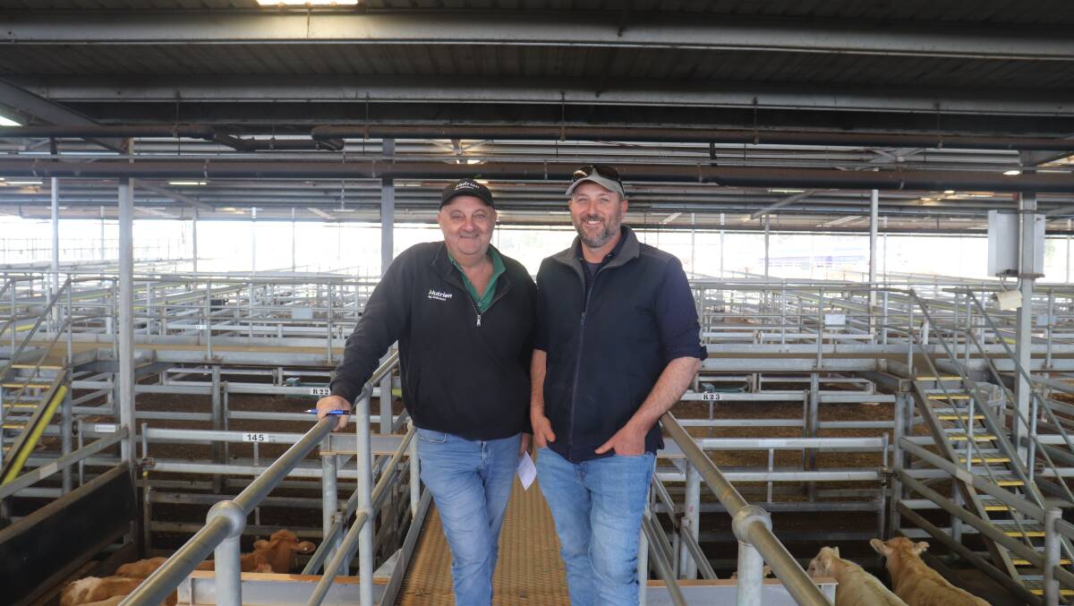 Ralph Mosca (left), Nutrien Livestock, Peel, caught up with vendor Mark Furfaro, M & L Furfaro, Keysbrook, who sold Blonde dAquitaine steers and heifers to $1854 in the sale.