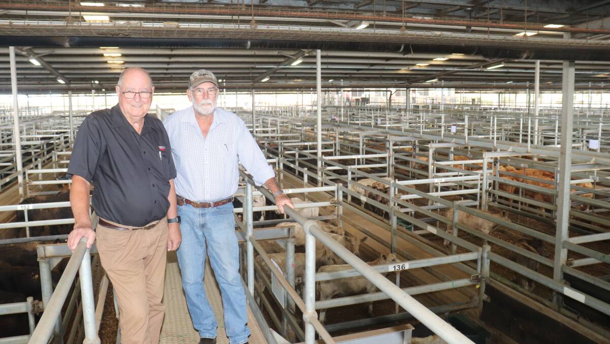 Looking over his cattle on offer before the sale was John Shier (left), JR Shier Holding Trust, Beverley, with Mike Carther, Beverley. Mr Shiers steers were in one of the first pens to sell last Wednesday and made $1467 and 362c/kg for five Murray Grey steers.