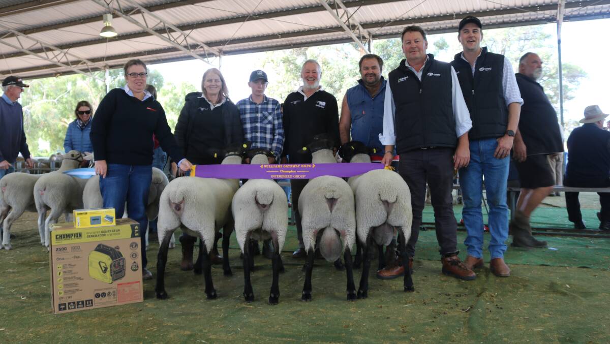 First place in the Farm Weekly-sponsored interbreed group of two rams and two ewes, was this group from the Sasimwa Suffolk stud, York. With the winning group were Farm Weekly livestock manager Jodie Rintoul (left), Sasimwa stud's Kay Cole, Drew Earnshaw, Cuballing, Glenn Cole, Sasimwa stud, Aaron Foster, Boddington and judges Roy Addis, Nutrien Livestock Breeding and Brenton Addis, Yonga Downs White Suffolk stud, Gnowangerup.