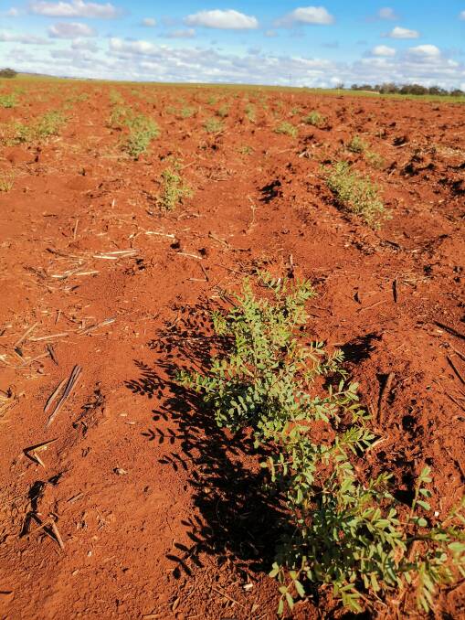 Wild chickpeas in the ground at Mingenew in 2019. Picture by CCDM.