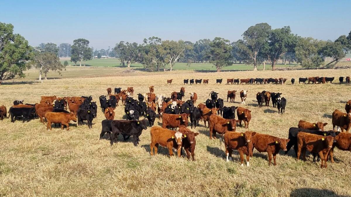 Dain Pty Ltd will be the biggest vendor with 100 Hereford/Shorthorn cross, Shorthorn/Red Angus cross and Angus cross steer and heifer weaners aged 6-8 months old ranging from 200-220kg at the Elders day one June Special Super Store beef cattle sale at Boyanup on Wednesday, June 15.