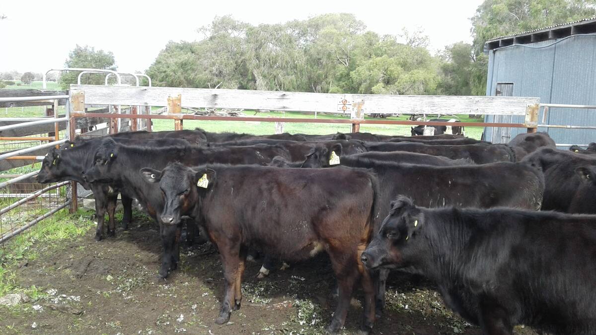 Boyanup operation Elgin Dairies will present 24 Angus-Friesian heifers, aged 14mo, which will be sold with a vendor guarantee on breeding status.