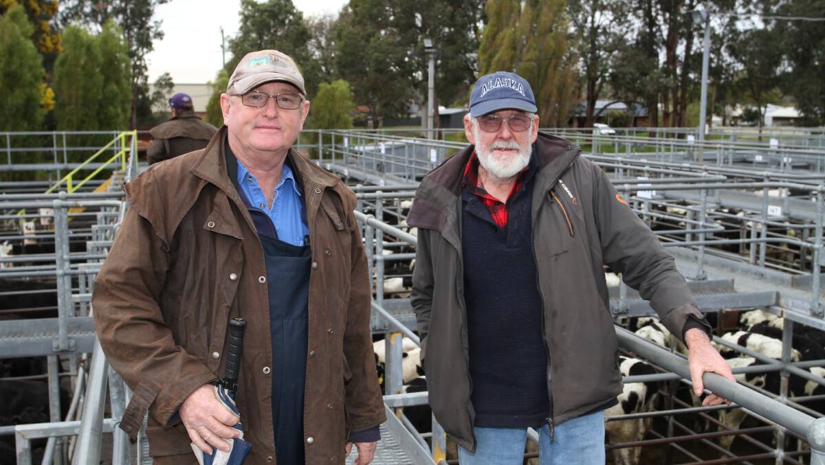 Garry Craigie (left), Cookernup and Ian Staples, Mornington, discussed the yarding where Mr Staples purchased Friesian poddy steers and first cross heifers.