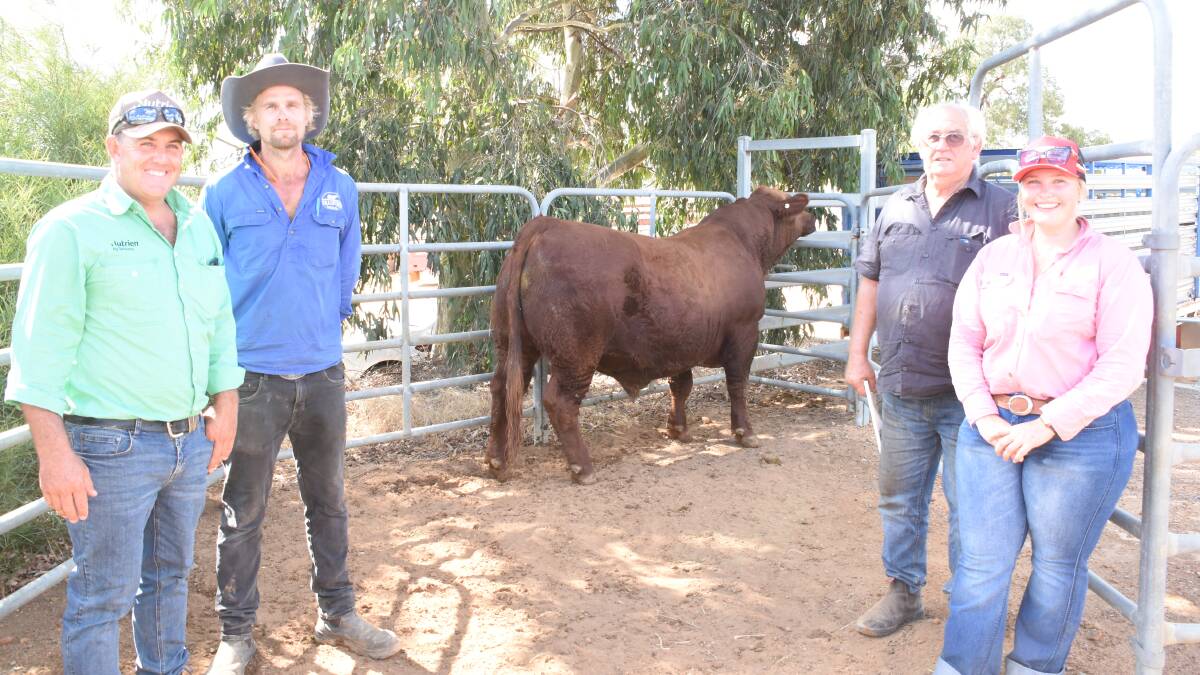The Bradford Cattle Co, Orange Springs, debuted in the sale and sold this Simmental sire for $6000. With the bull were Nutrien Livestock, Midlands representative Leno Vigolo (left), Bradford Cattle Co co-principal Patrick ODea, buyer Peter Fletcher, P & P Fletcher, Bindoon and Elders, Northam representative Amber Lewis.