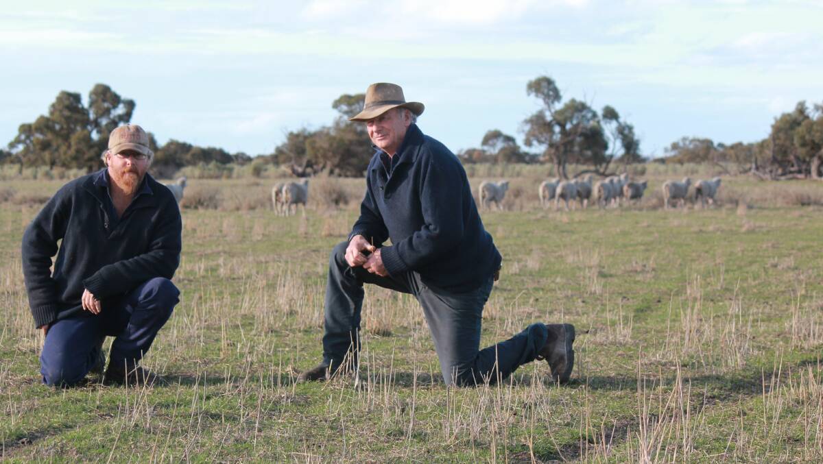 Mike (left) and Ian Walsh, Cranbrook, are seeing great results from using saltbush in conjunction with perennial and annual pastures to improve salinity-impacted land that was almost unproductive. They are pictured on a part of their farm that was heavily salt impacted, but is now regenerated and running sheep.