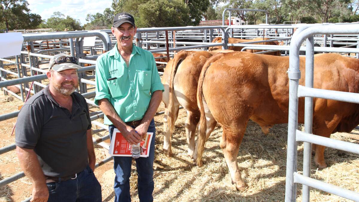  The Woronyne Limousin stud, Wongan Hills, offered and sold two Limousin bulls in the sale both at $5000. With the bulls were stud principal Kim Stickland (left) and Nutrien Livestock, Gingin agent Greg Neaves, who purchased both bulls for Birrawong, Grazing, Badgingarra.