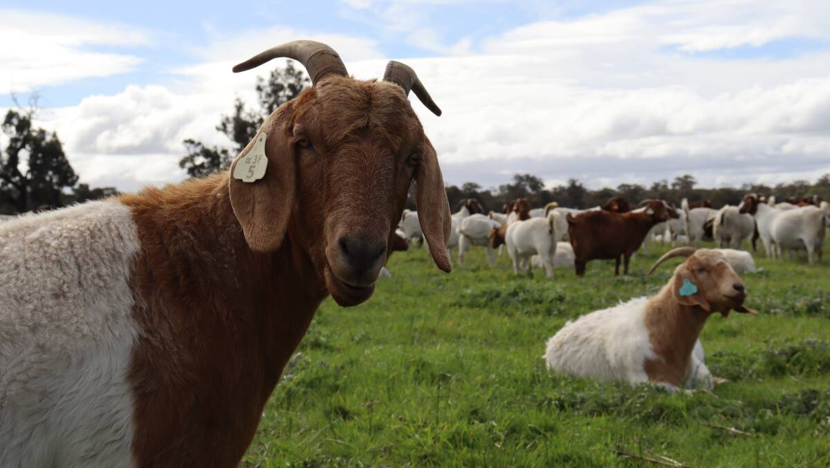  The drier seasons have cut Mr Bunce's goat herd numbers back slightly, as well as a change in the average weight of a doe from 45 kilograms to 65kgs.