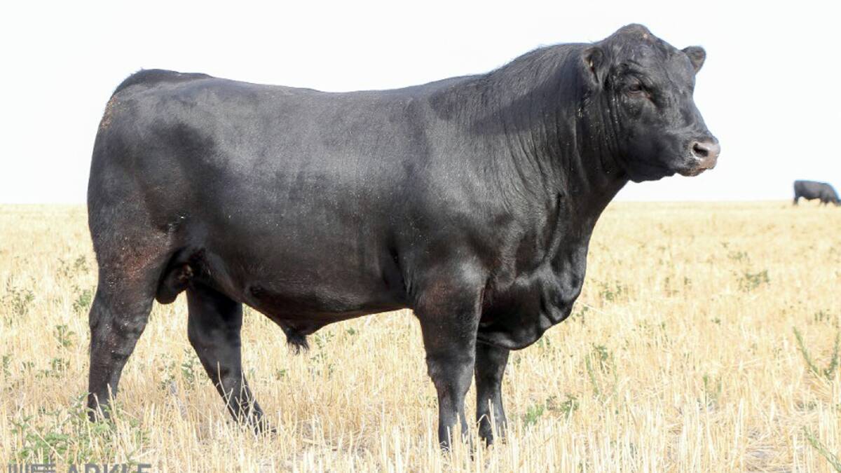 This bull topped the inaugural Arkle Angus on-property bull sale at Munglinup when it sold at $14,000 to the Locke family, Adina Grazing, Merivale.