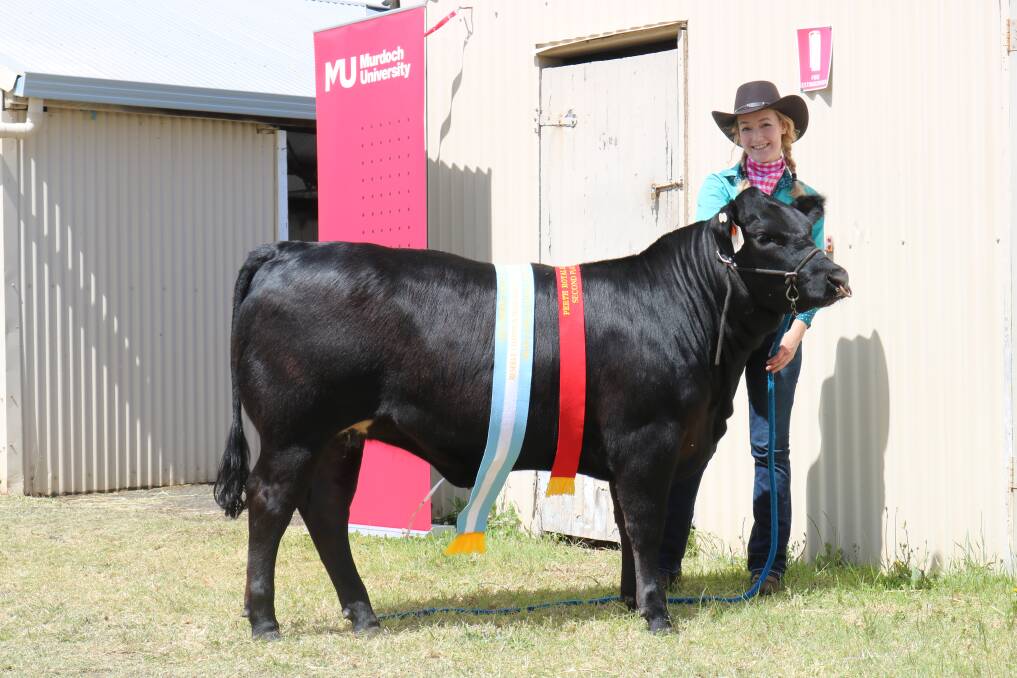  This 424kg Limousin-Angus cross heifer held by Eleanor Hanrahan gave Murdoch University the mediumweight double when awarded reserve champion led steer or heifer.