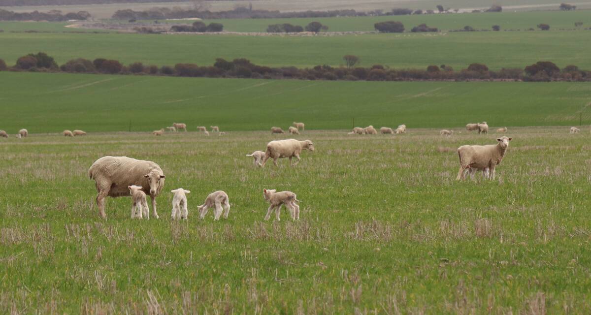 Lambing results differ from year to year, but are usually around the 90pc mark with Mitch saying their investments into ewe nutrition were starting to pay off.