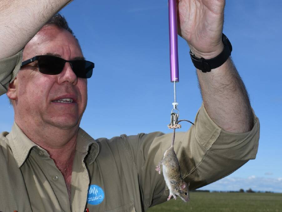 CSIRO research officer Steve Henry weighing a mouse. There has been an increase in rodent activity this year.