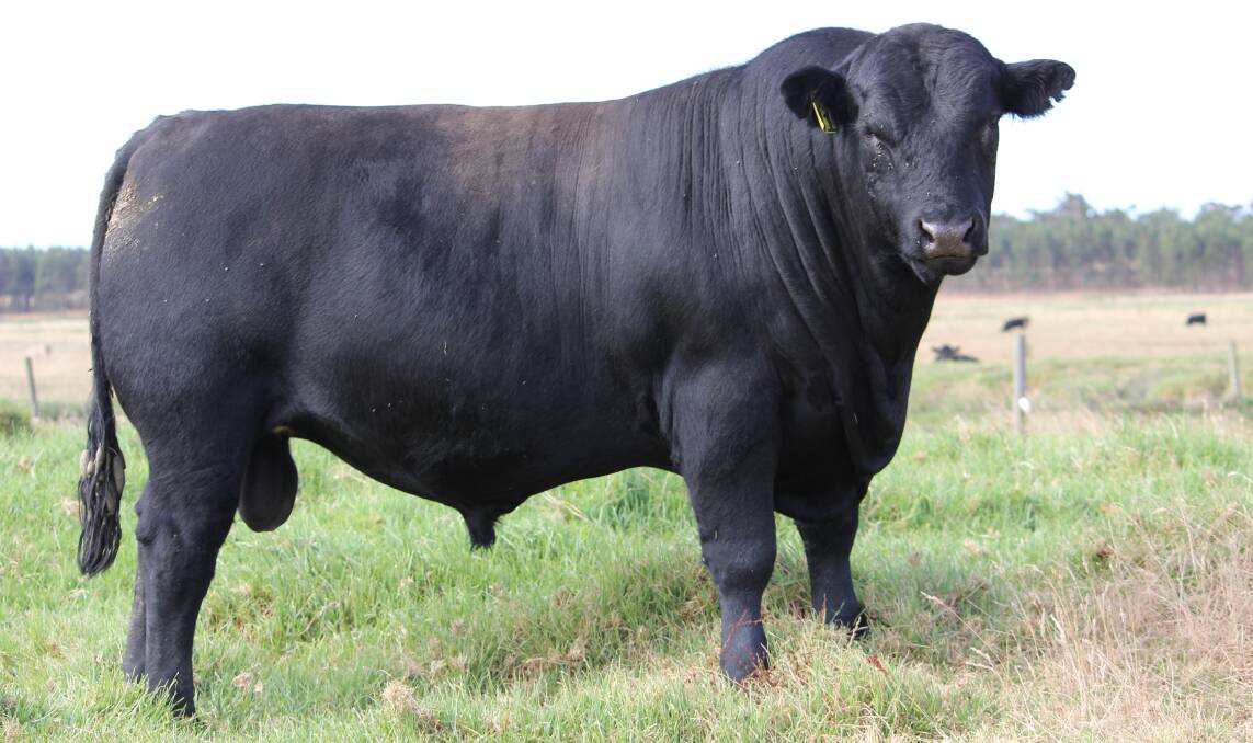  The $21,500 second top-priced bull from lot three, Tullibardine Soulmate S41, was snapped up by Glen Gatti, Gatti Grazing, Redmond.