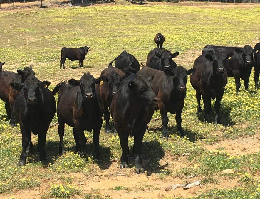 A quality draft of 27 Angus steers aged 14-16 months and estimated to weigh from 360 to 380kg will be offered at the sale by the Lozlard Family Trust, Ferguson.