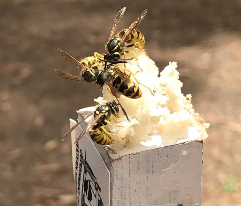 European wasp numbers drop