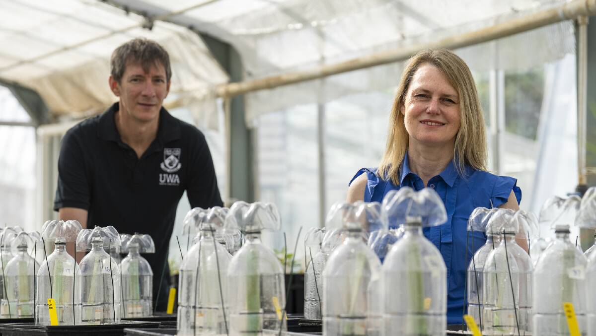 UWA associate professor Louise Barton (right) is leading a project to help growers with fertiliser decisions to increase crop productivity and improve nitrogen fertiliser use efficiency. Photo: Evan Collis/GRDC.