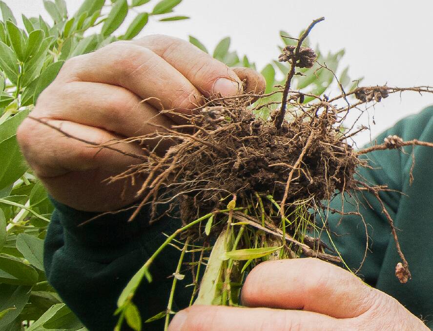 Growers seeking to boost nitrogen fixation while growing pulses this season are being encouraged to review their inoculation practices. Photo by Clarisa Collis/Grains Research and Development Commission.