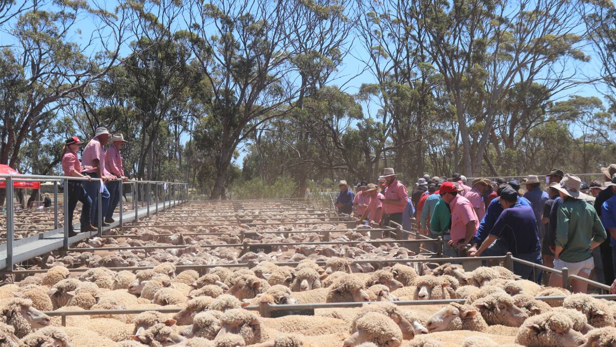 There was a strong attendance a the Elders Moora ewe sale last Thursday.
