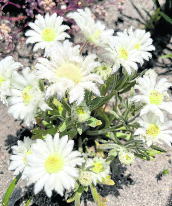  White flannel flowers are bushfire ephemerals, meaning their seeds lay dormant in the soil for years on end, until the right mix of fire and rain bring them back to life.
