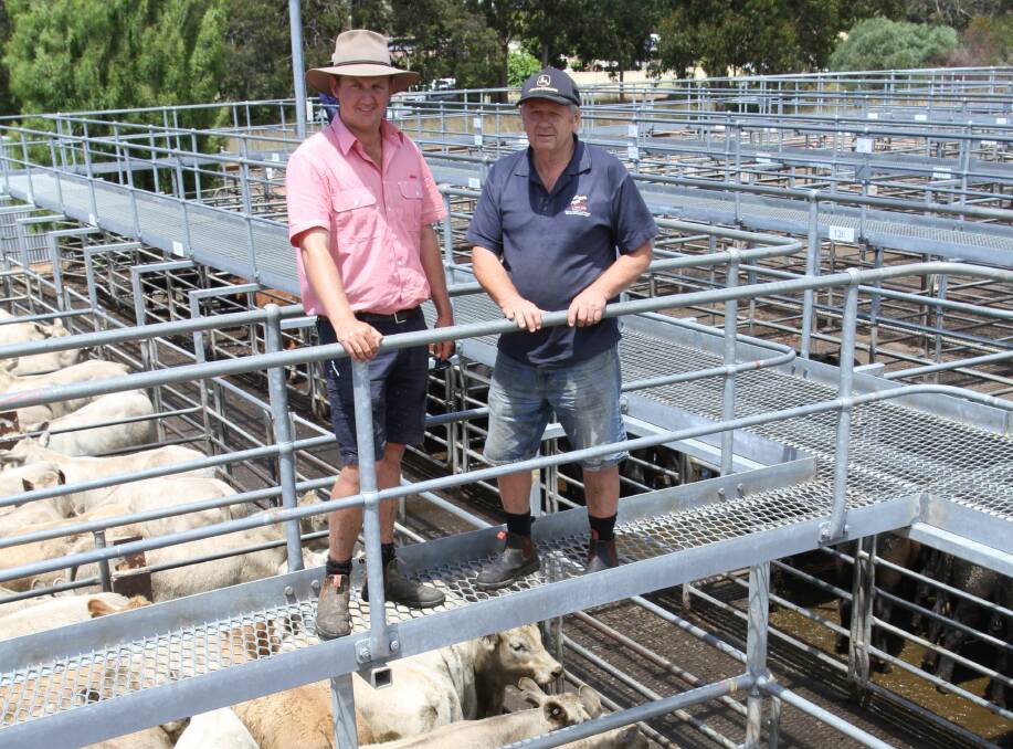 Alex Roberts (left), Elders Boyanup and vendor Phil Tognolini, PJ & BJ Tognolini, Dardanup, stand over the Tognolini family's Charolais heifers which sold to the sale's equal 428c/kg top liveweight heifer price at the WALSA weaner sale at Boyanup last week.