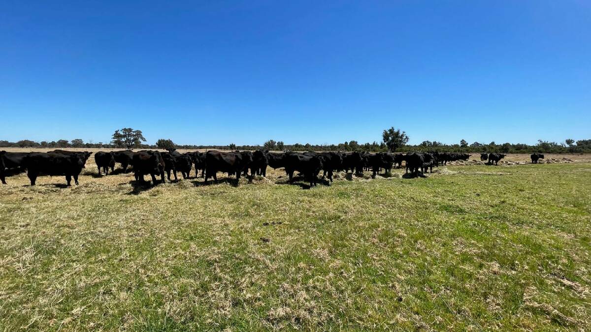  Alcoa Farmlands, Pinjarra/Wagerup, will be the largest vendor at the day one beef cattle sale at Boyanup on Wednesday, April 6, with a total draft of 650 Angus and Murray Grey steers and Angus heifer weaners aged 10-12 months including a quality line of 50 vet checked fit to breed heifers.
