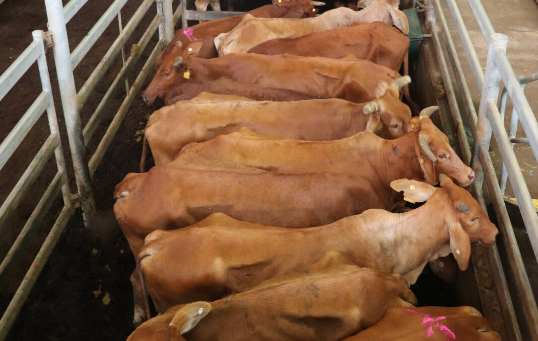 Cattle in the Elders section of the weekly sale at Muchea last week.