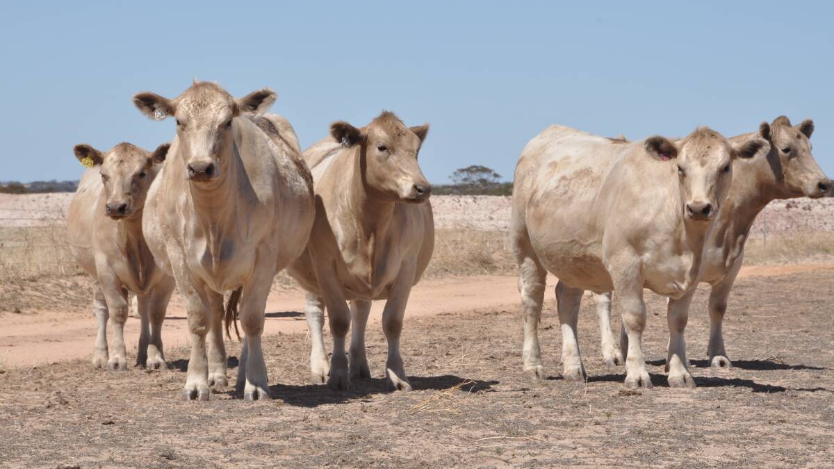 Repeat sale vendors the Bagshaw family, Young Guns Murray Grey stud, Hyden, will offer 12 PTIC Murray Grey heifers in the sale based on their own stud bloodlines.