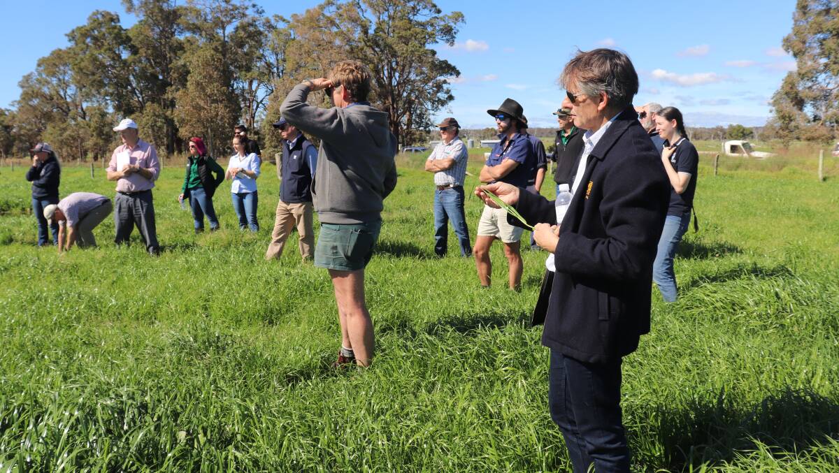 Dairy Australia scientist Dr Peter Hutton (closest) and dairy farmers inspecting clover and ryegrass pasture on Michael Twomey's Dardanup dairy farm.