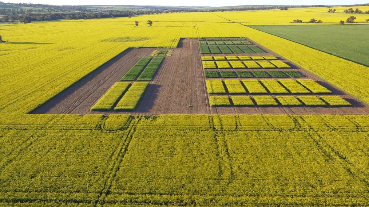 A birds eye view of the West Midlands Group's 2019 Spring Field Day main trial site at Dandaragan. Courtesy of Stephen Lamb, Advanta Seeds.