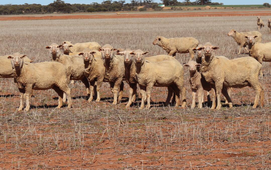 Some of the Merino and Dohne crossbreds on the Smith's property.