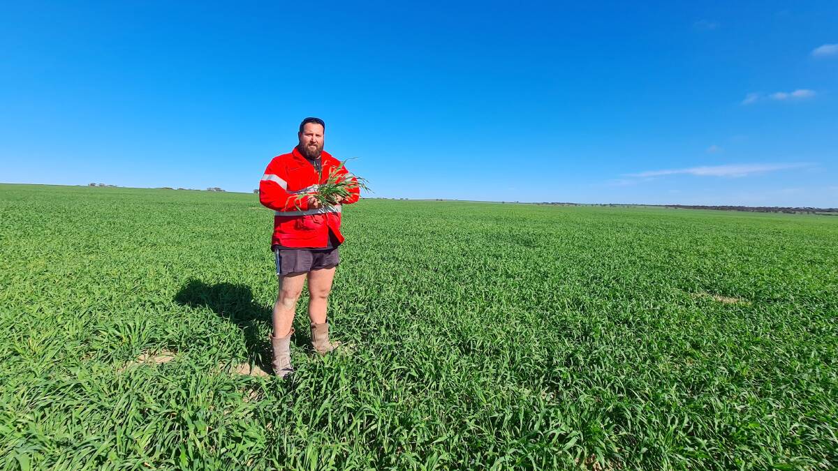 Bryce McNamara's program at Cadoux includes 4500 hectares of wheat, 1200ha of barley, 800ha of lupins and almost 200ha of Margurita serradella clover.