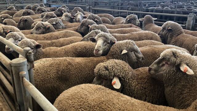 This line of Prime SAMM ram lambs now hold the record for lambs sold in WA when they were bought for $289 at this week's Katanning trade sale.