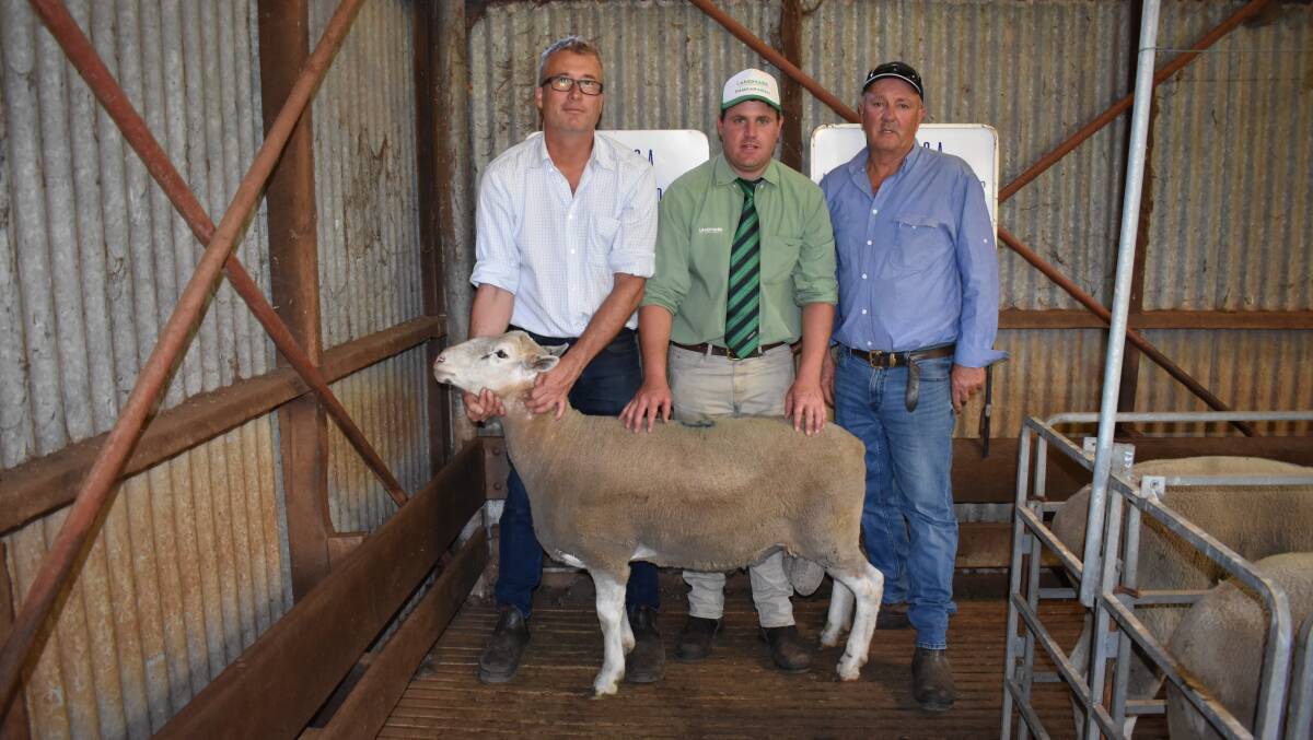  Pedaga White Suffolk stud co-principal Dan Hester, holds one of the three sires that sold to the top price of $1000, with him were Landmark Badgingarra and Dandaragan livestock agent Brice Maddock and Pedaga co-principal Geoff Crabb.