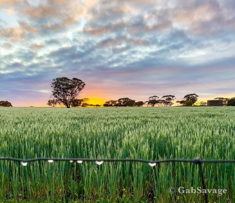 It was a dewy start to the morning when Gab Savage, Tolga Farm, Kulin, snapped this early-morning photograph. 
