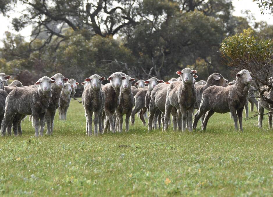 When it comes to classing their ewe hoggets the Egerton-Warburtons select ewes for their Merino breeding flock with quality white wools and a good frame.