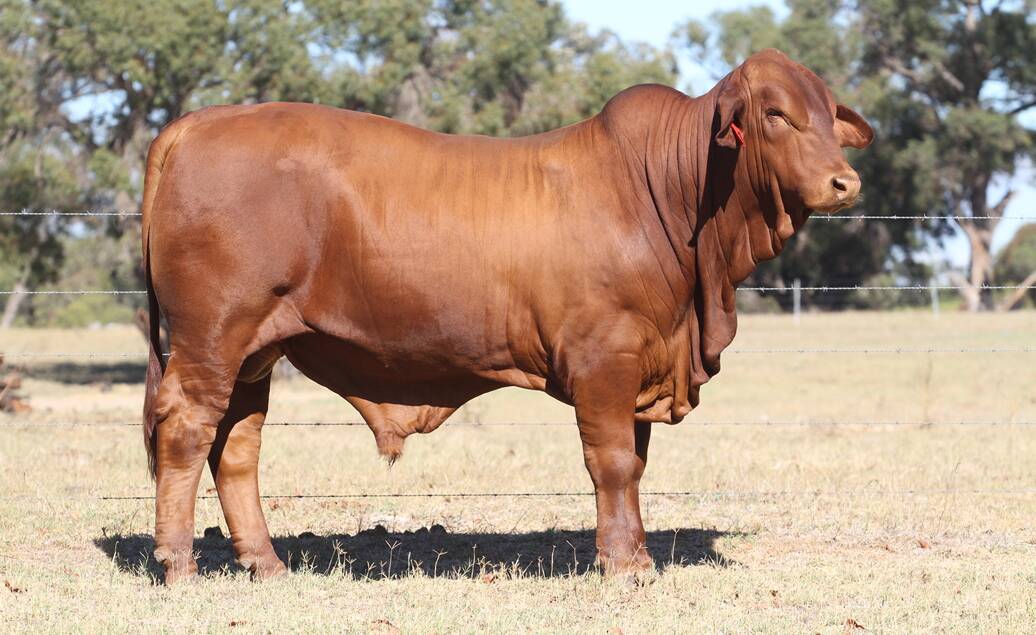 The $30,000 equal fourth top-priced bull Munda Reds Gold Star 4781 (PP) (by Oasis A Thurston) was purchased by the Giles family, Quicksilver Droughtmaster stud, Newdegate.