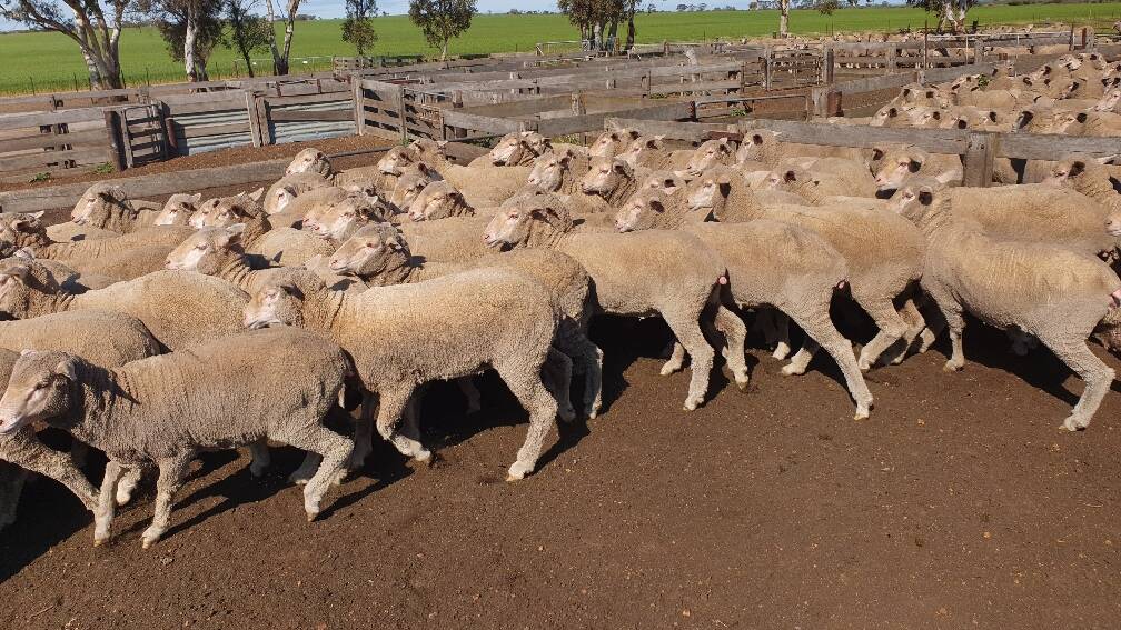  Dave Thomas, RE Thomas & Co, will offer 385 August shorn, Ronern blood, 1.5yo ewes at Corrigin.