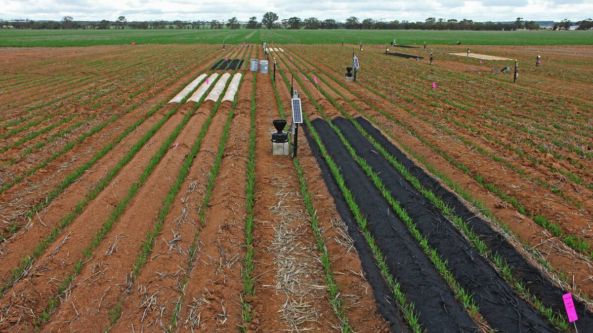 A trial comparing different membranes (black polymer, plastic sheeting and no membrane) for
harvesting water from the inter row to the seeded row at the Merredin Research Station.