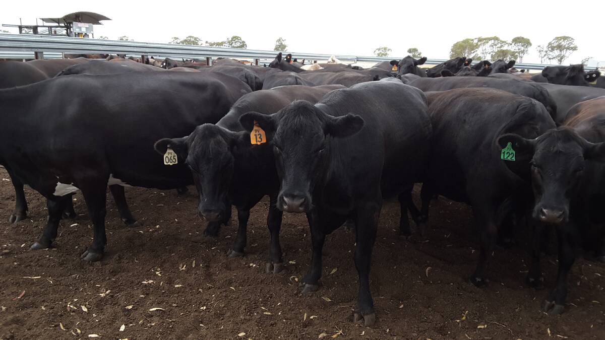 Tim and Heather Creedon, Pleasant Valley Pastoral Company, Daylup, will disperse their Angus herd in the sale. The offering from the Creedons will consist of 71 heifers, 36 second calvers, 34 third calvers and 35 fourth and fifth calvers, which are all PTIC to PTIC to Naranda and Sheron Farm Angus bulls and are due to calve from February 26 to May 6.