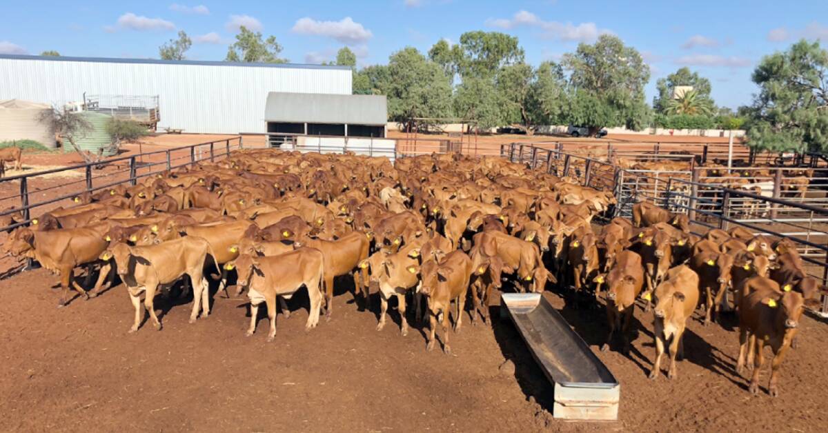 This line of heifers from Hill Springs station, Carnarvon, sold for 333c/kg liveweight in the sale. The 10-12mo heifers cost a South Australian buyers based at Coober Pedy $739 a head.
