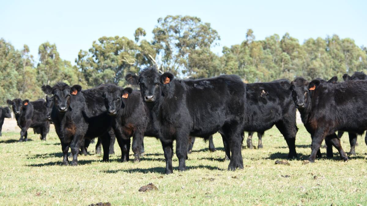  Alcoa Farmlands, Pinjarra and Waroona, will be the largest vendor at the Elders June Special store cattle sale at Boyanup on Friday, June 21, 2019, commencing at 1pm. The operation will offer a total draft of 188 mainly Angus and Murray Grey steer weaners with a small number of Angus-Murray Grey cross steer weaners in the sale.