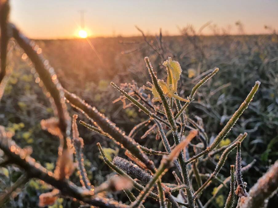 Crops were hit by frost at Grass Patch in the early hours of Tuesday morning as temperatures dipped to -1.6C. Photo by John Sanderson.